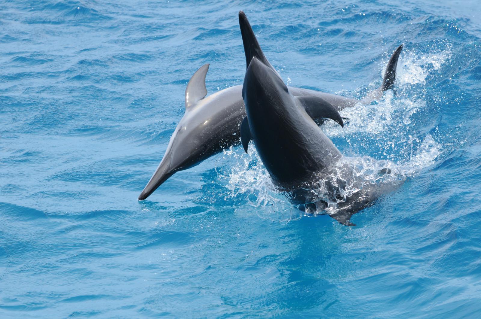 fisheye dolphin watching